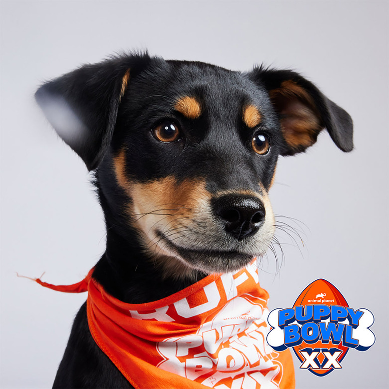 Puppy Bowl 2024 Lineup