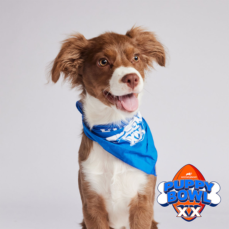 Puppy Bowl 2024 Lineup