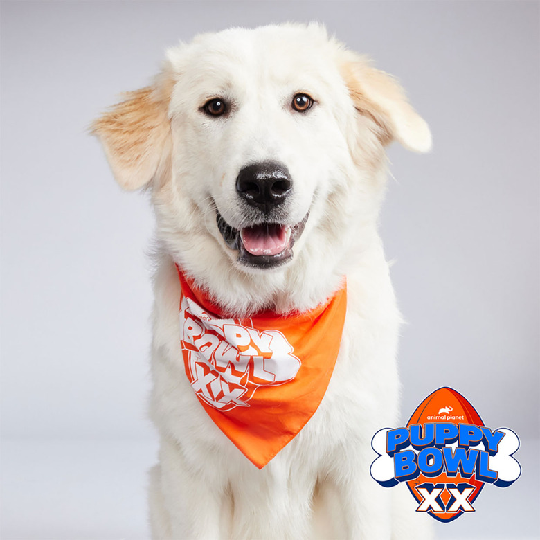 Puppy Bowl 2024 Lineup