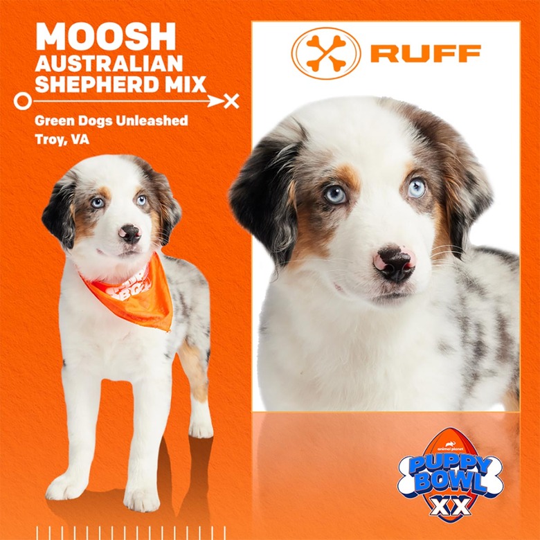 Puppy Bowl 2024 Lineup