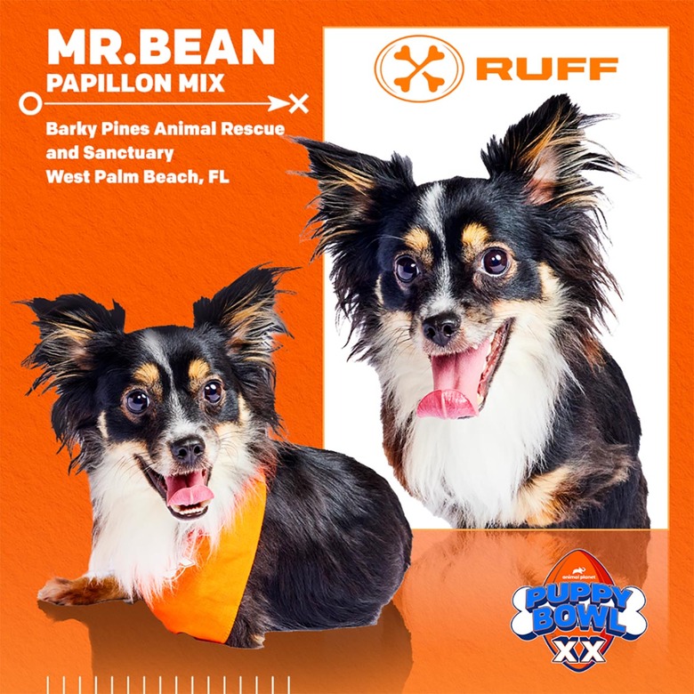 Puppy Bowl 2024 Lineup