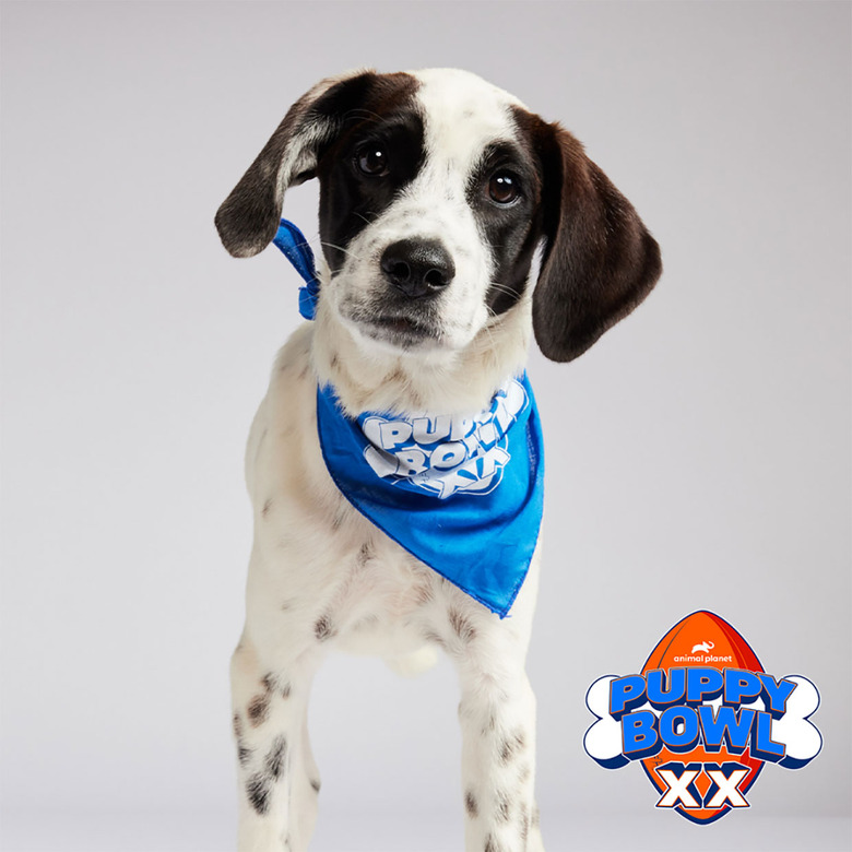 Puppy Bowl 2024 Lineup