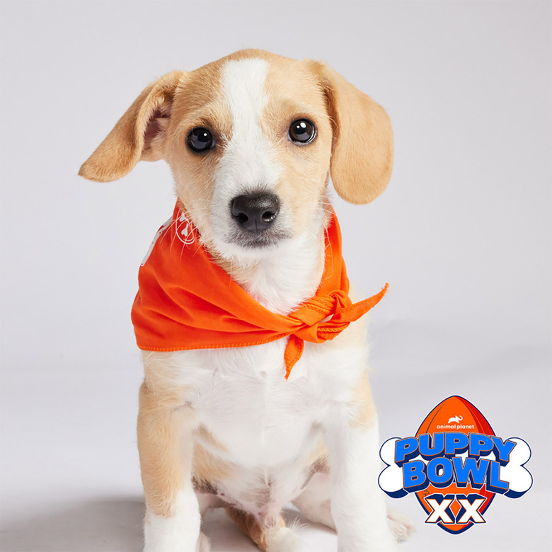 Puppy Bowl 2024 Lineup