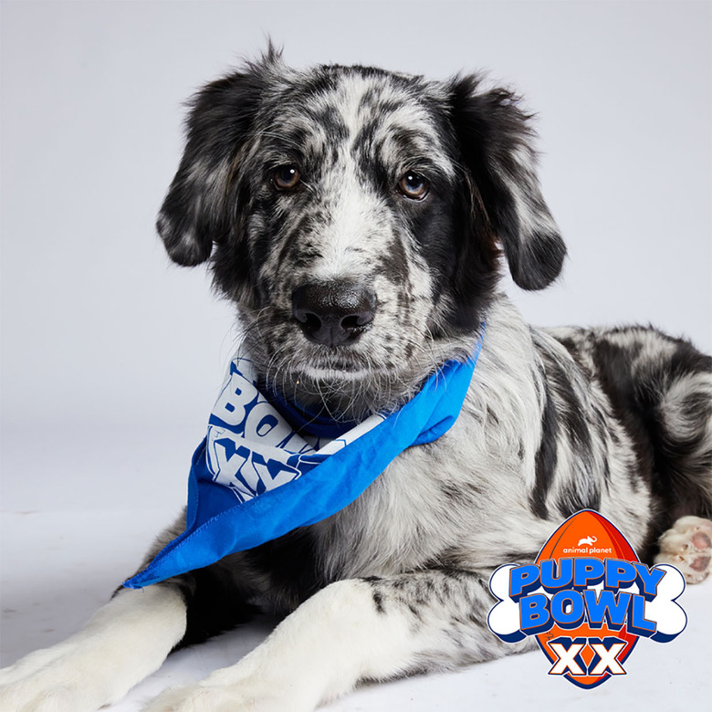 Puppy Bowl 2024 Lineup