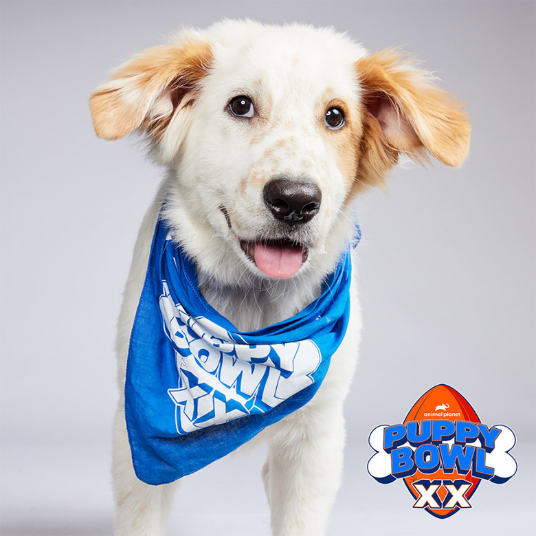 Puppy Bowl 2024 Lineup