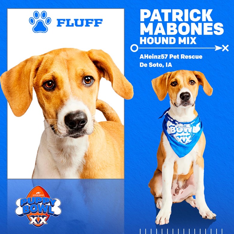 Puppy Bowl 2024 Lineup