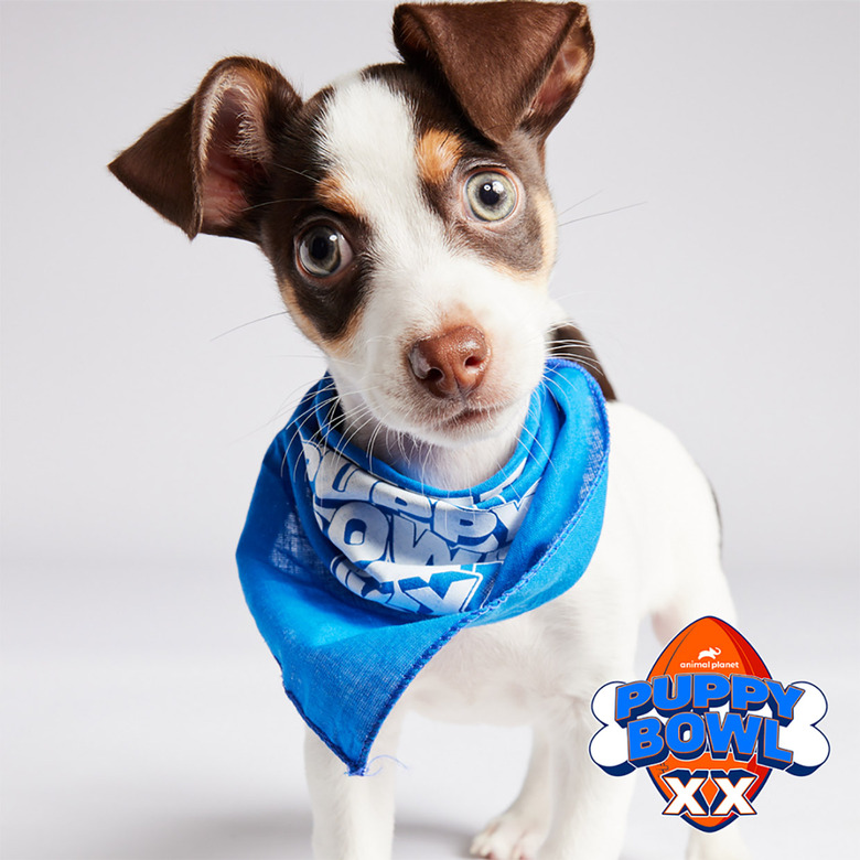 Puppy Bowl 2024 Lineup