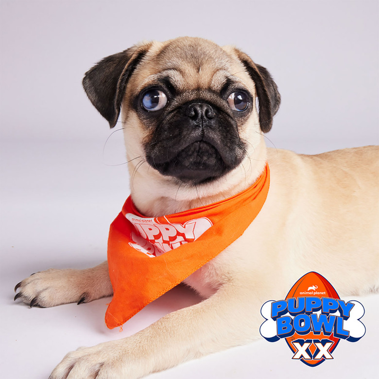 Puppy Bowl 2024 Lineup