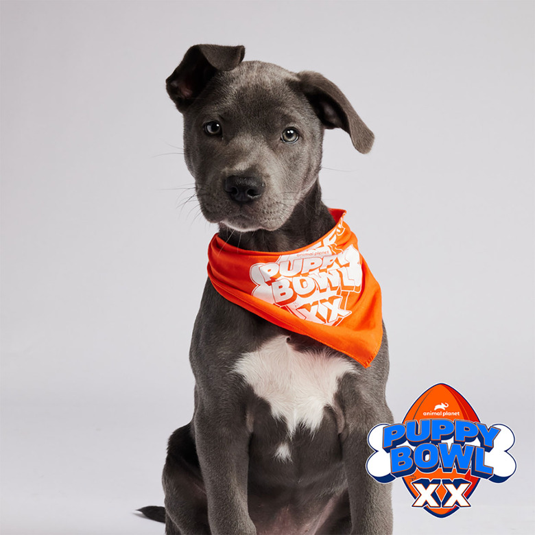 Puppy Bowl 2024 Lineup