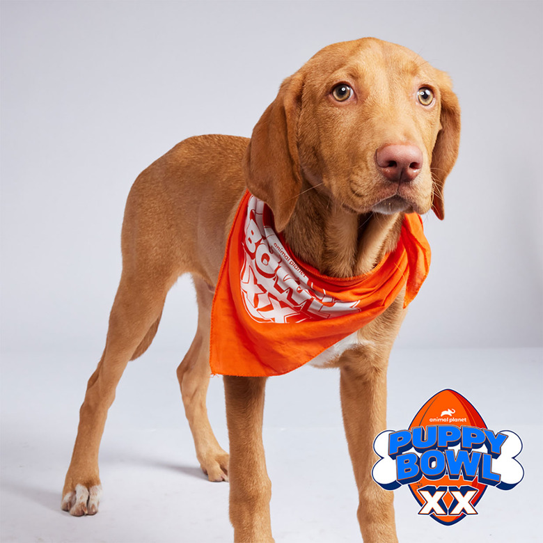 Puppy Bowl 2024 Lineup