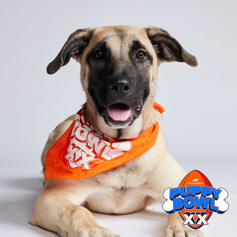 Puppy Bowl 2024 Lineup