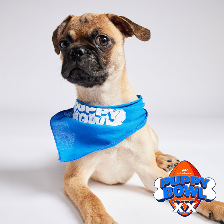 Puppy Bowl 2024 Lineup