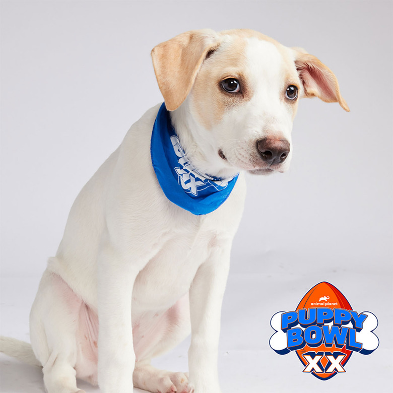 Puppy Bowl 2024 Lineup