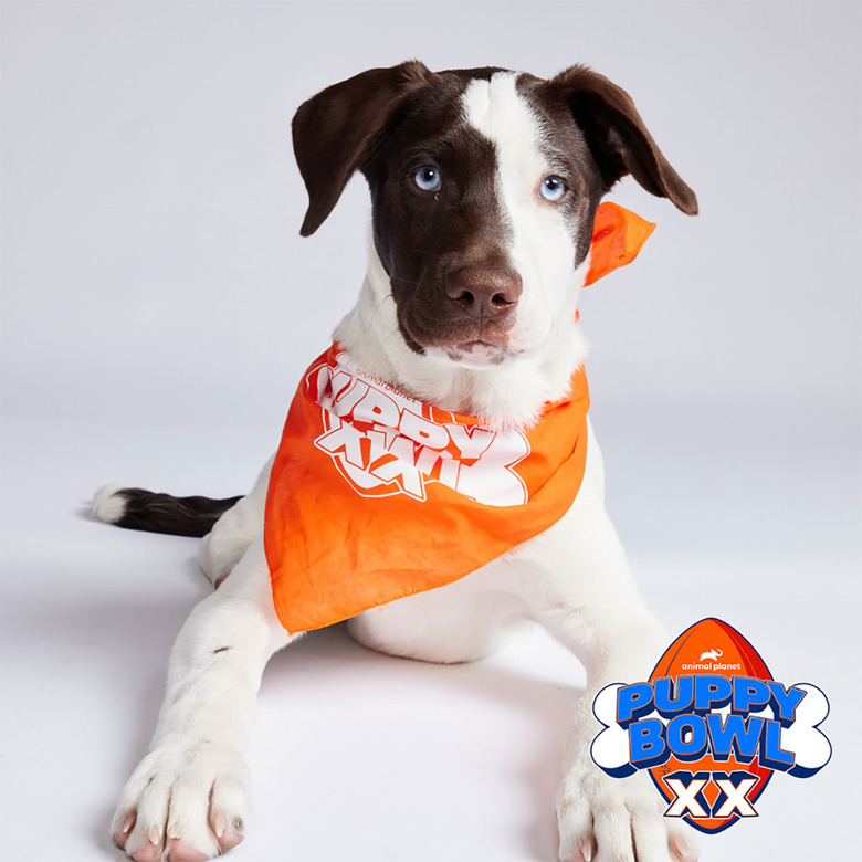 Puppy Bowl 2024 Lineup