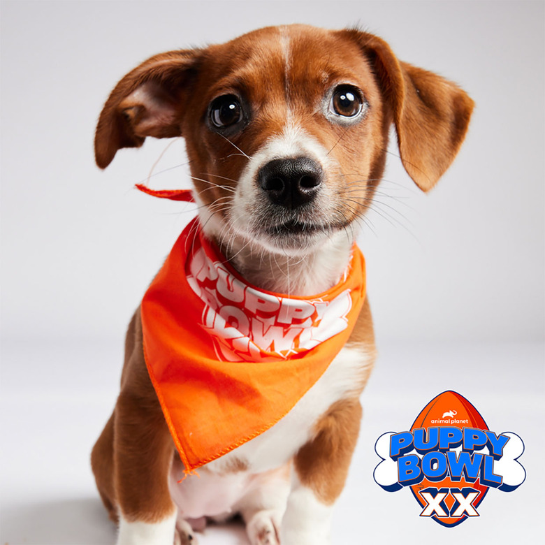 Puppy Bowl 2024 Lineup