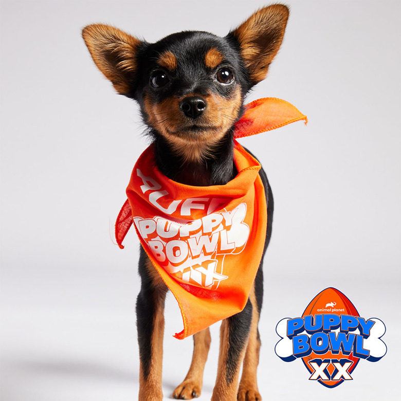 Puppy Bowl 2024 Lineup