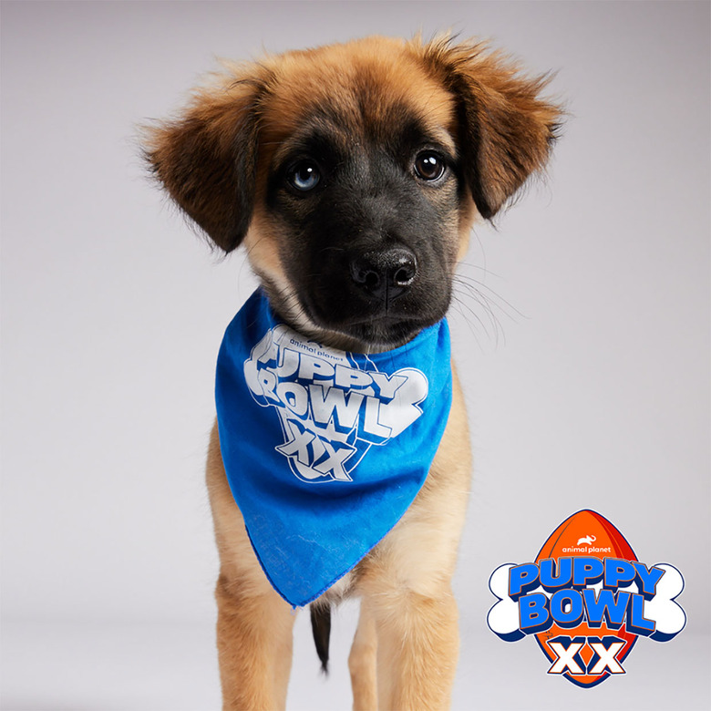 Puppy Bowl 2024 Lineup