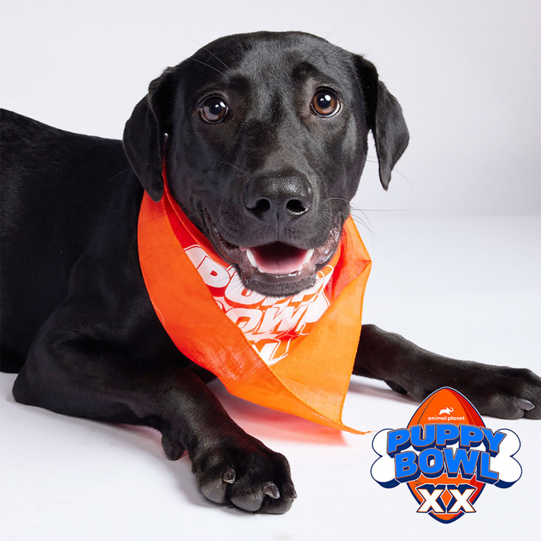 Puppy Bowl 2024 Lineup