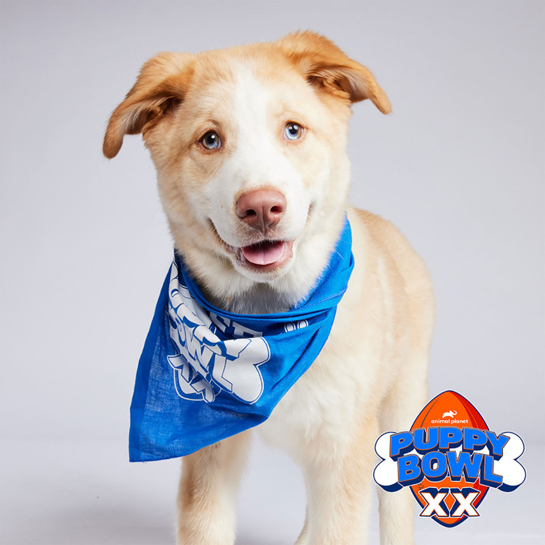 Puppy Bowl 2024 Lineup