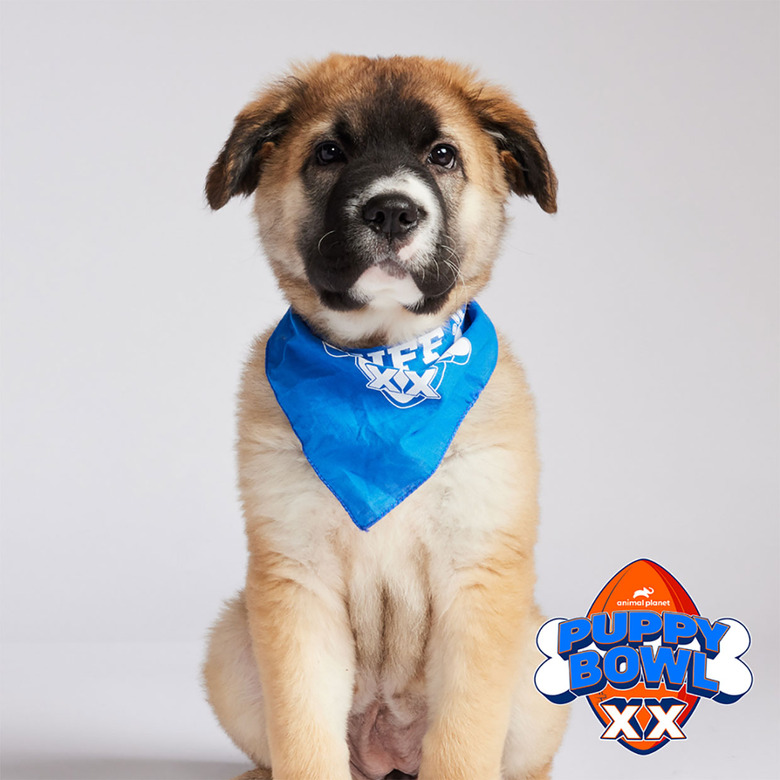 Puppy Bowl 2024 Lineup