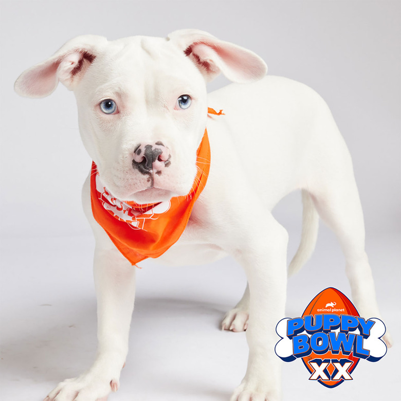 Puppy Bowl 2024 Lineup