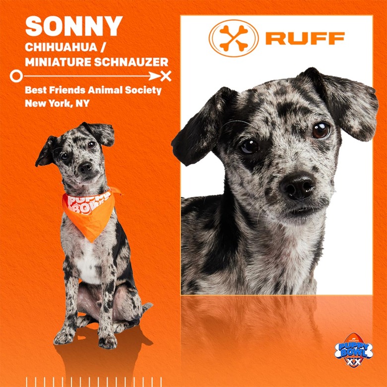 Puppy Bowl 2024 Lineup