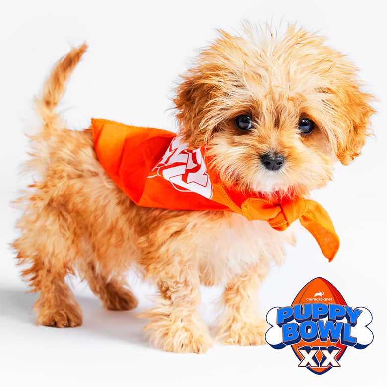 Puppy Bowl 2024 Lineup