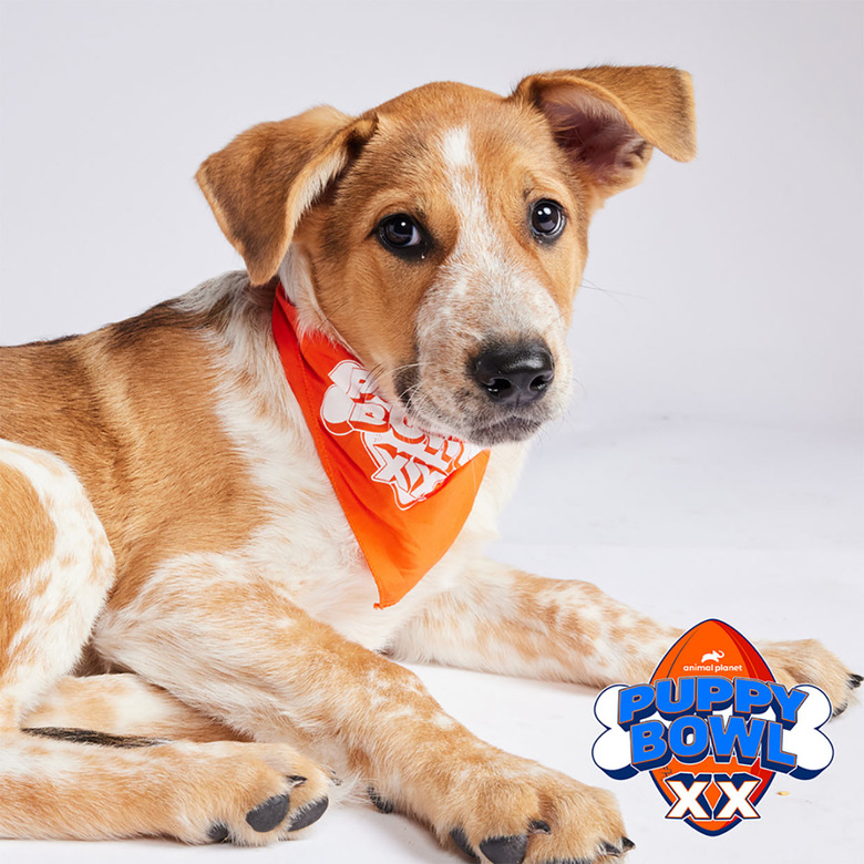 Puppy Bowl 2024 Lineup