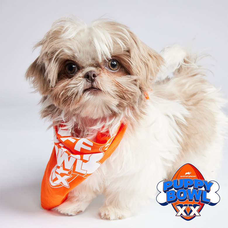 Puppy Bowl 2024 Lineup