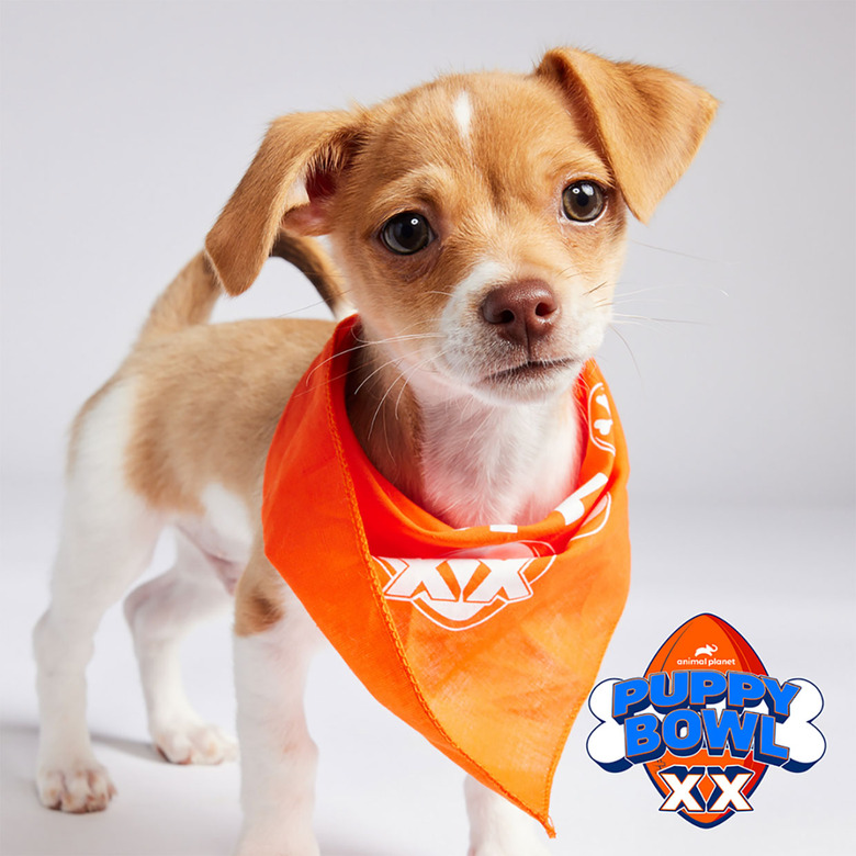 Puppy Bowl 2024 Lineup