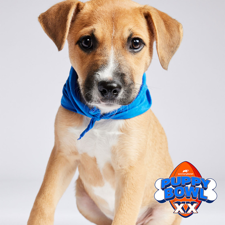 Puppy Bowl 2024 Lineup