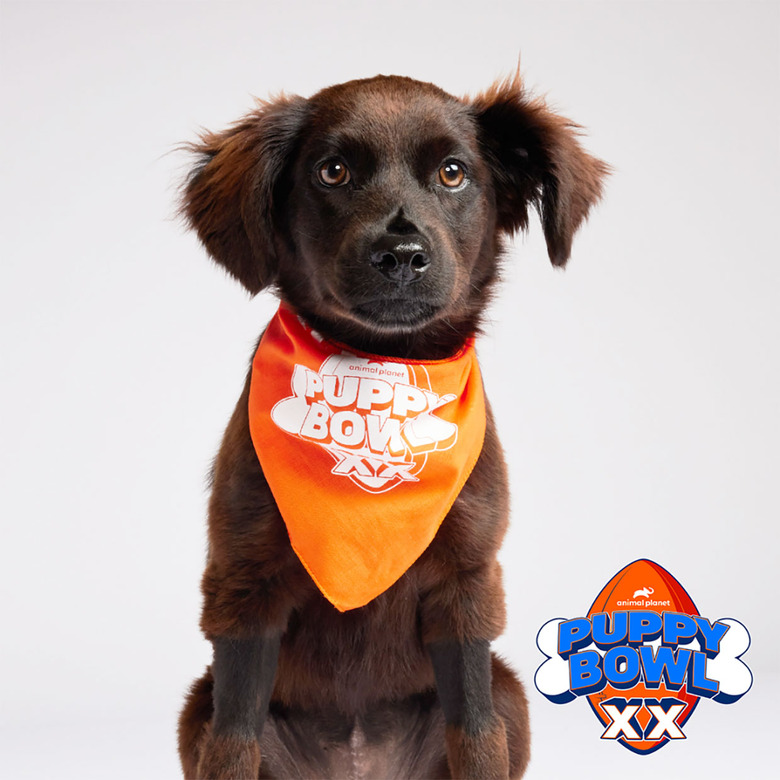 Puppy Bowl 2024 Lineup