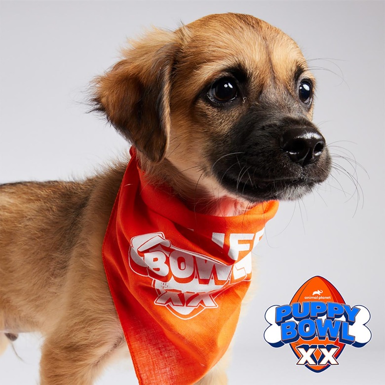 Puppy Bowl 2024 Lineup