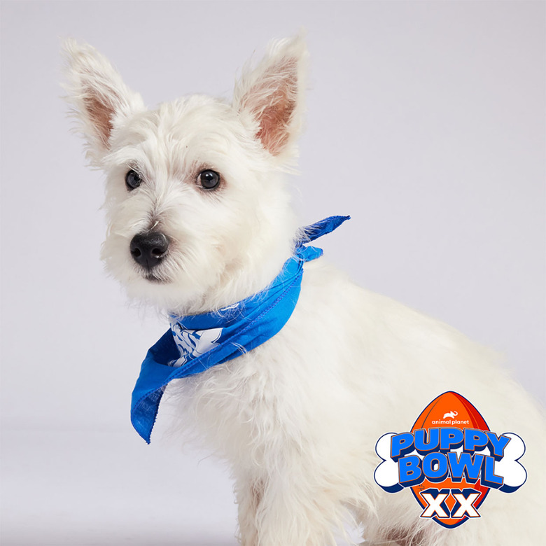 Puppy Bowl 2024 Lineup