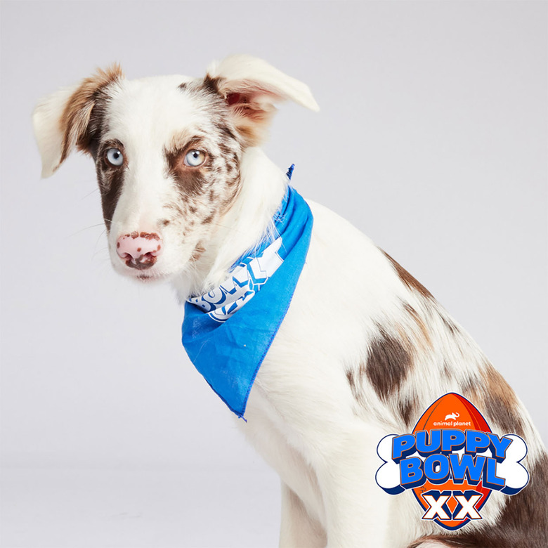 Puppy Bowl 2024 Lineup