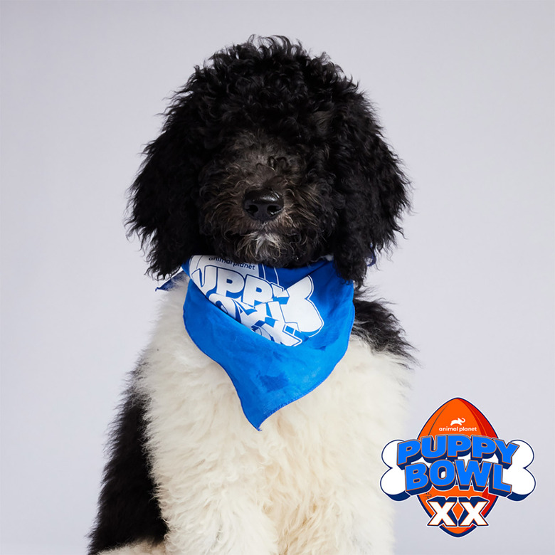 Puppy Bowl 2024 Lineup