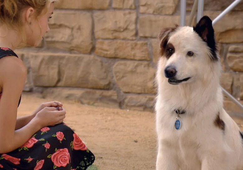 dog-with-a-blog-stan-dumped-witch-quote