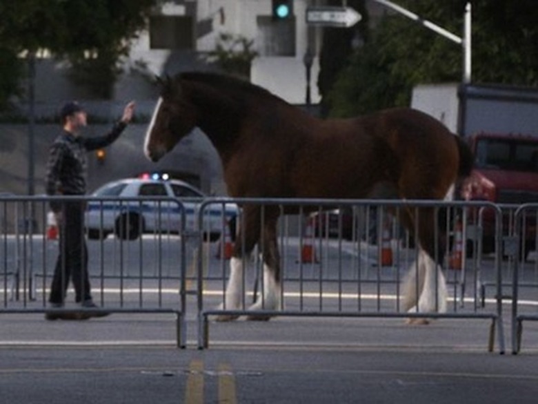budweiser clydesdales super bowl
