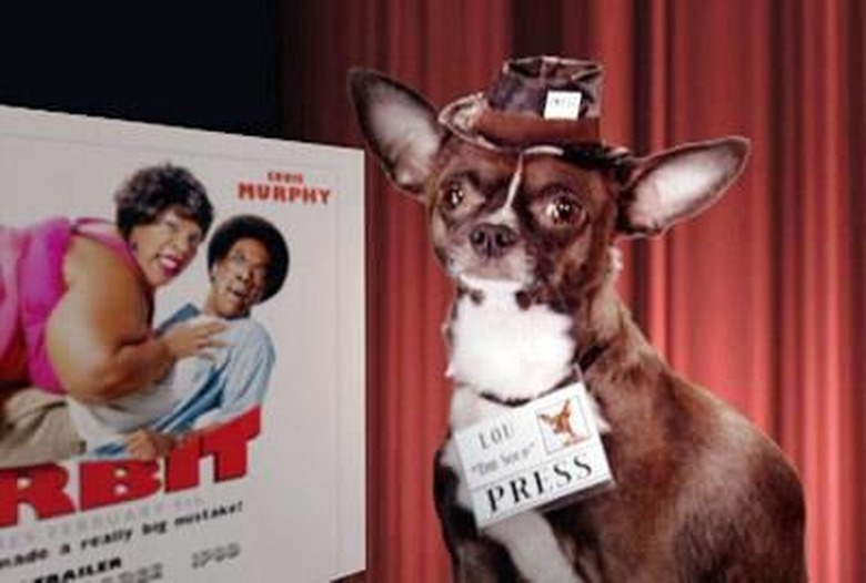 Lou-the-Chihuahua-the-soup-414211_400_270