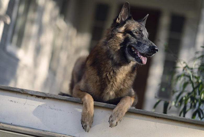 the walking dead season 10 photos