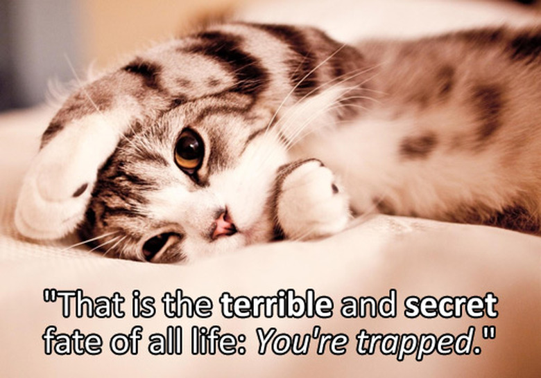 true-detective-cats-02