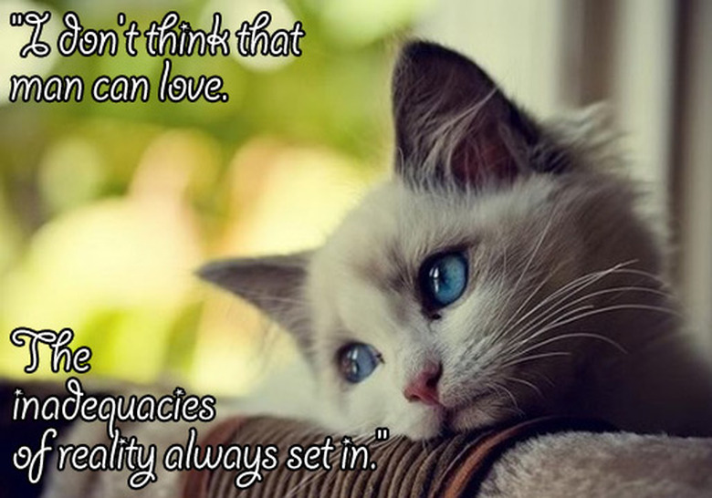 true-detective-cats-07