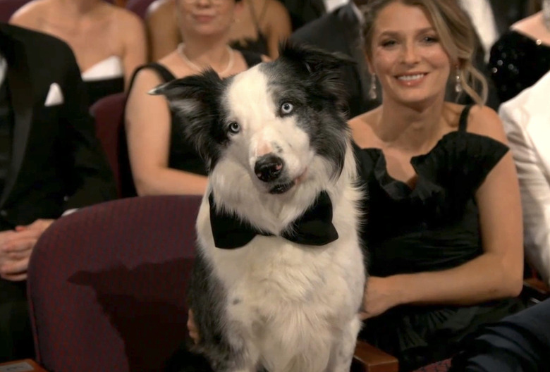 Oscars 2024 Messi Dog