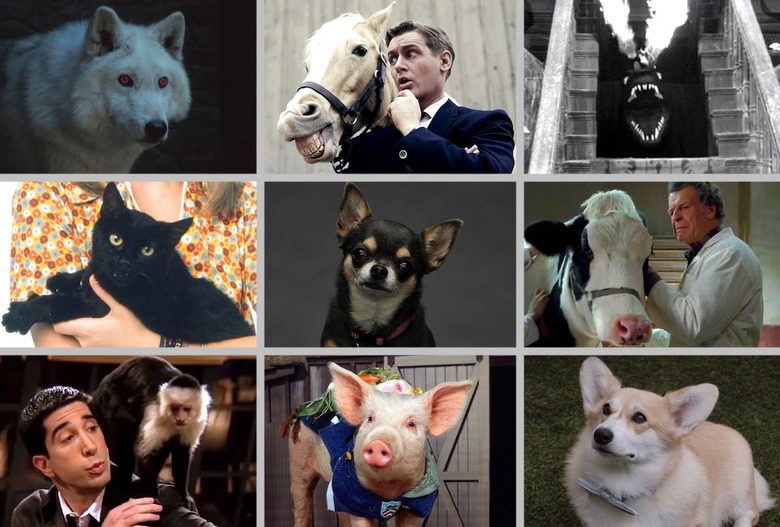 Best TV Animals Pets