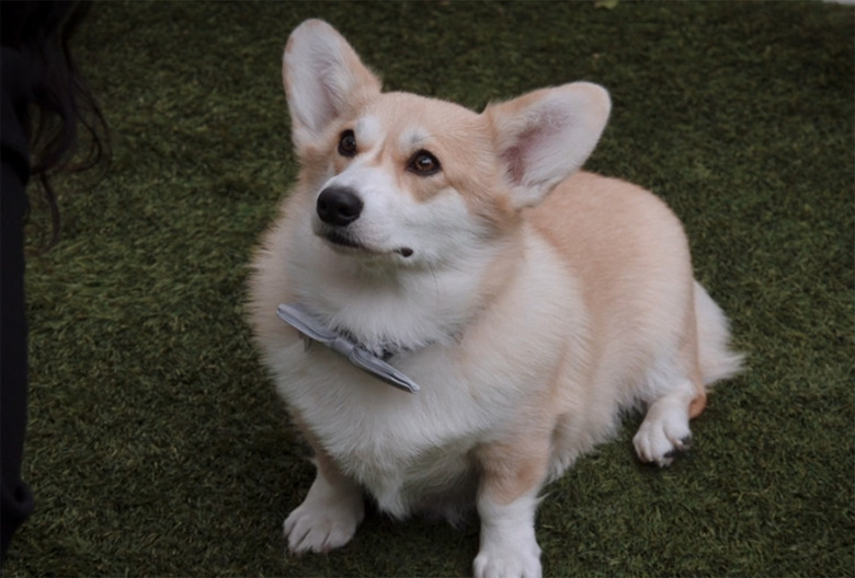 Cheddar, Brooklyn Nine-Nine
