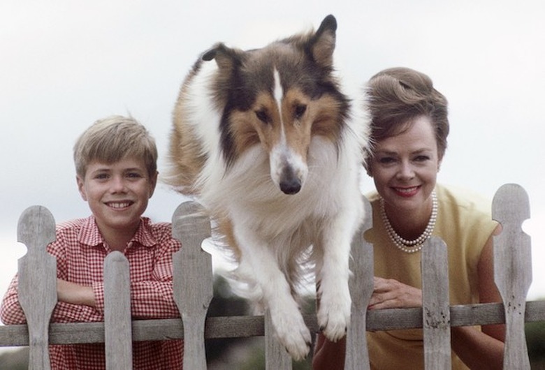 Lassie