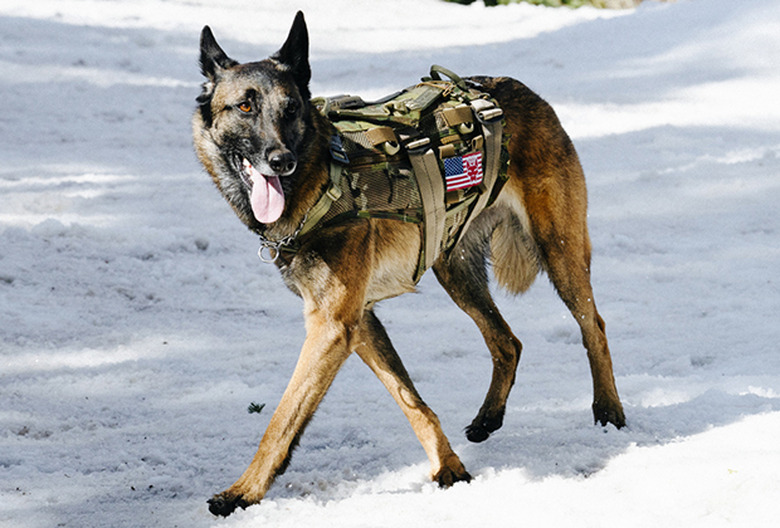 Cerberus, SEAL Team