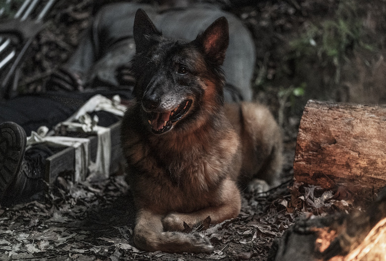 Dog, The Walking Dead