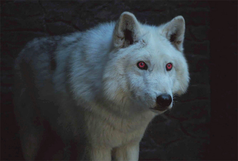 game-of-thrones-characters-alive-dead-complete-list-season-8