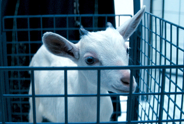 Severance Season 2 Finale Goat